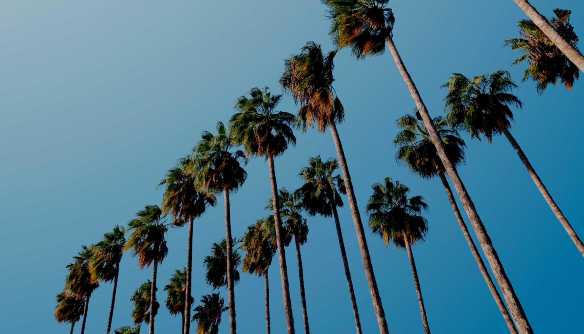 palm trees palm trees